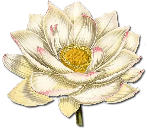 Download Hd Lotus Flower Png White Paper Lotus Lotus Flower Png