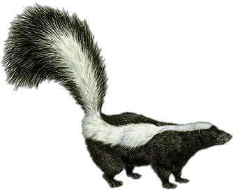 Skunk Drawing Transparent Png Should Wizard Hit Mommy Skunk Transparent