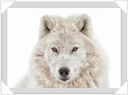 1028 White Wolf Head Winter Wolves In Snow Png Wolf Head Png