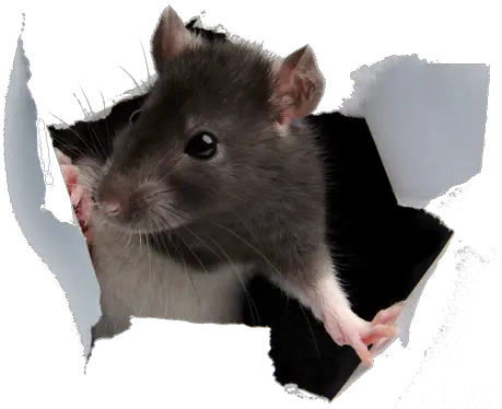 Png Hd Transparent Rats Rat Breaking Through Wall Rat Transparent