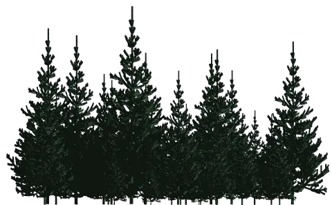 Pc Hd Wallpaper V Forest Pine Trees Png Forest Tree Png