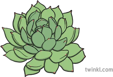 Succulent Illustration Twinkl Rosette Png Succulent Icon Transparent