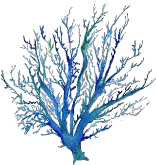 Blue Coral Tree Png Coral Transparent