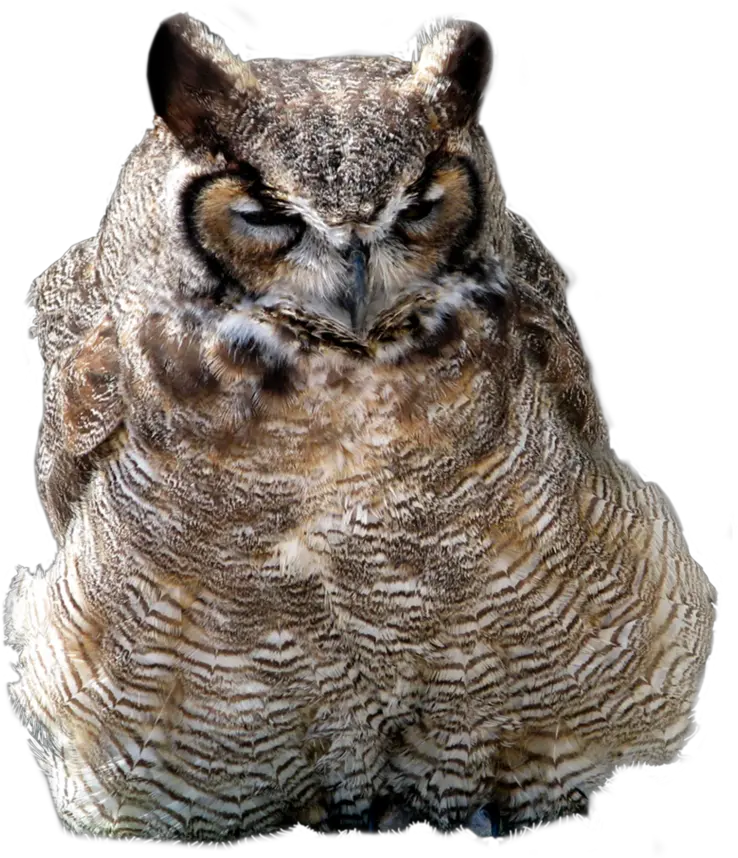 Download Owl Png Image Owls Owl Transparent Background