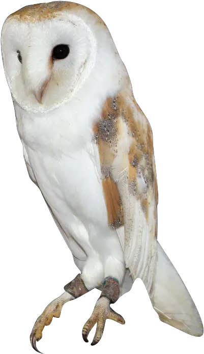 Barn Owl Png Background Image Barn Owl Png Barn Owl Icon