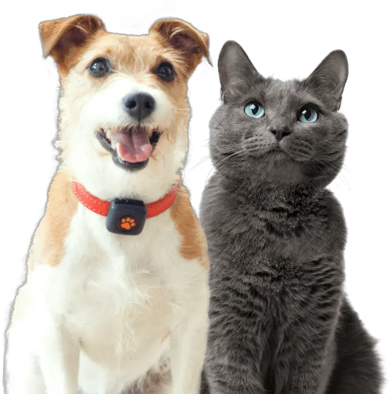 Pet Insurance Cover And Quotes Everypaw Martingale Png Platinum Cats Vs Dogs Icon