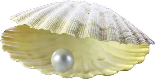 Pearl Shell Transparent U0026 Png Clipart Free Download Ywd Pearl Shell Png Shell Png