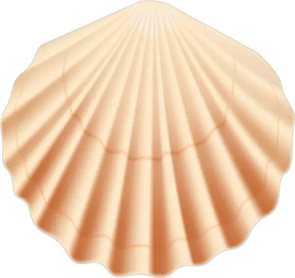 Seashell Transparent Png Clip Art Image Transparent Background Seashells Clipart Png Sea Shell Png