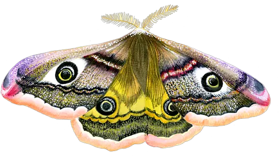 Emperor Hawk Moth Greeting Card White Emperor Moth Background Transparent Png Moth Transparent Background