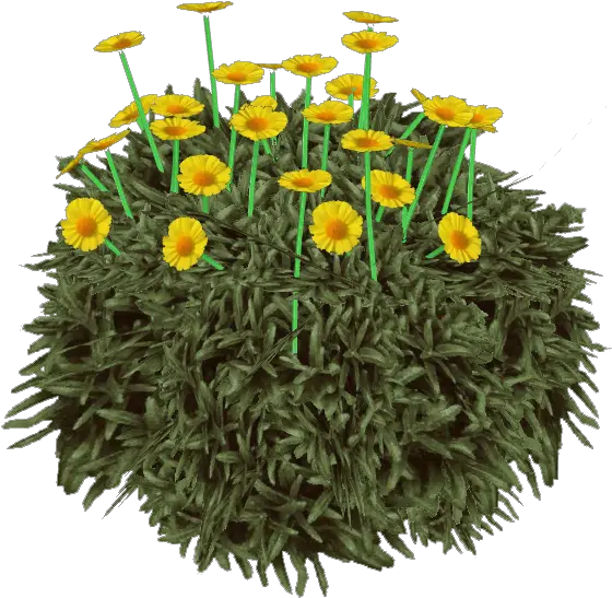 English Marigold Png Image English Marigold Marigold Png