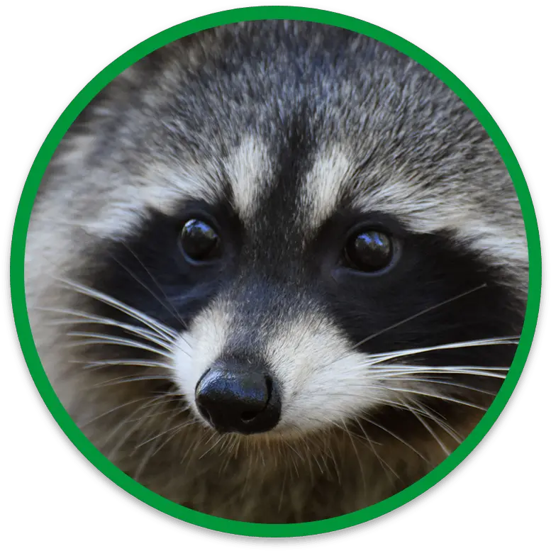 Humane U0026 Safe Raccoon Removal Wildside Wildlife Procyon Png Raccoon Transparent