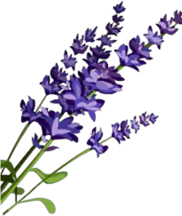 Lavender Lavender Png Lavender Png