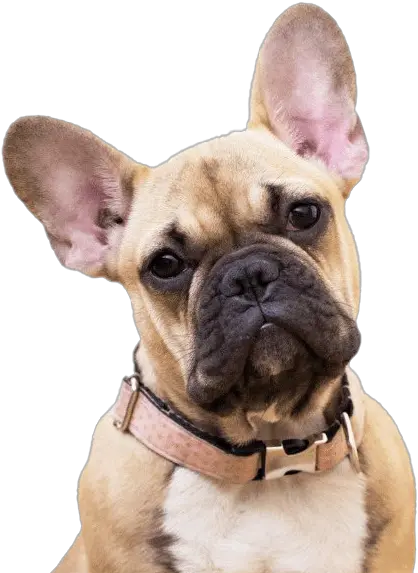 French Bulldog Png Transparent Images Frenchie Vs Boston Terrier Bulldog Transparent Background