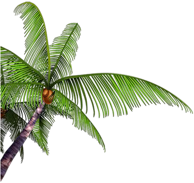 Palm Tree Branch Paume Arbre Branche Coconut Png Palm Branch Png