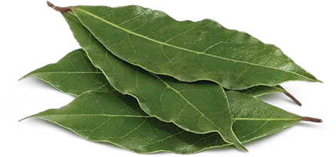 Curry Leaves Botanica Malabathrum Png Holly Leaves Png