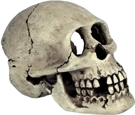 Skull Human Skeleton Bone Skull Png Transparent Background Skeleton Head Transparent Background Skull Png Transparent