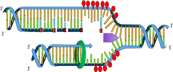 Ligase In Dna Replication Transparent Horizontal Png Dna Transparent
