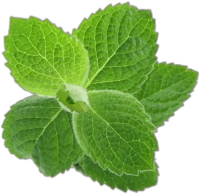 Herb Png Images Menthe Png Herb Png