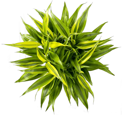 Home Duynplant Grass Png Plant Top View Png
