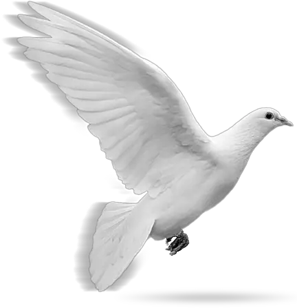 Flying Doves Png Picture Png Format White Dove Png Dove Transparent