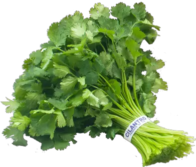 Cilantro Png 3 Image Cilantro Bunch Cilantro Png