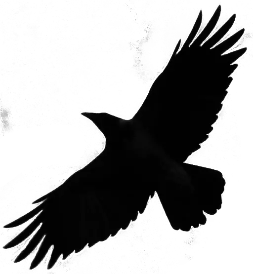 Png Flying Crow Silhouette Png Crow Transparent