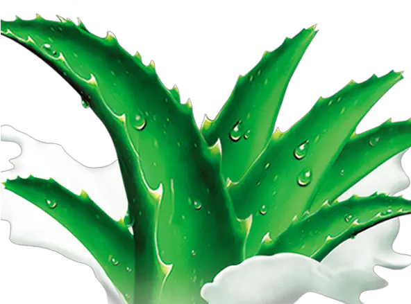 Agave Azul Agave Png Agave Png