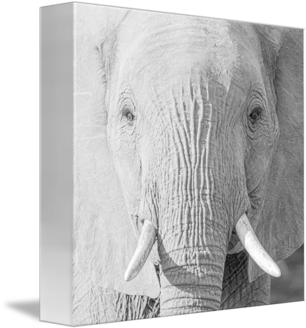 Elephant Head Tusks Close Up Black Indian Elephant Png Elephant Head Png