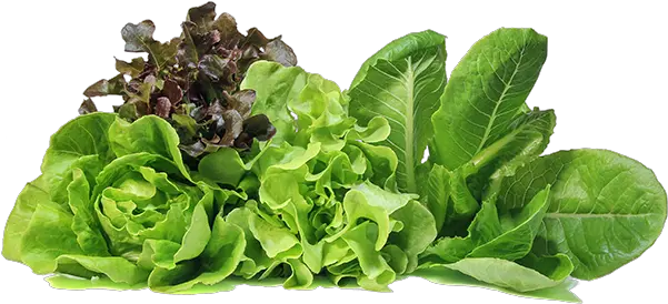 Duda Farm Fresh Foods Products Lettuce Png Lettuce Png