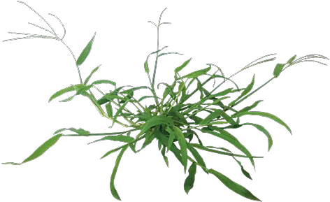 Garden Weed Transparent Png Clipart Crabgrass Png Weeds Png