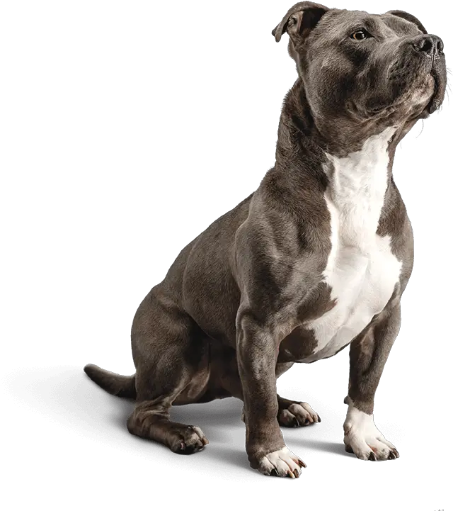 American Pitbull Diamond Sensitive Stomach Dog Food Png Pit Bull Png