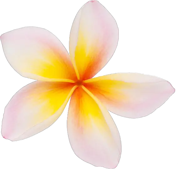 Transparent Background Plumeria Flower Frangipani Flower Png Transparent Plumeria Flower Png