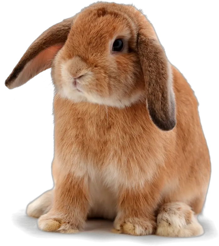 Animal Hospital Near 78628 Contact Animal Hospital Of Transparent Bunny Clear Background Png Bunny Transparent Background
