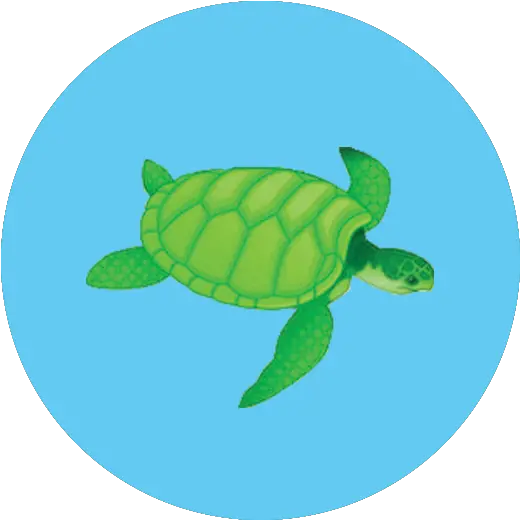 Stats Free The Ocean Png Turtle Icon Png