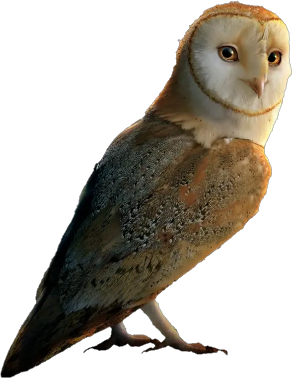 Guardians Owls Of Gahoole Wiki Legend Of The Guardians The Owls Of Ga Hoole Png Barn Owl Png