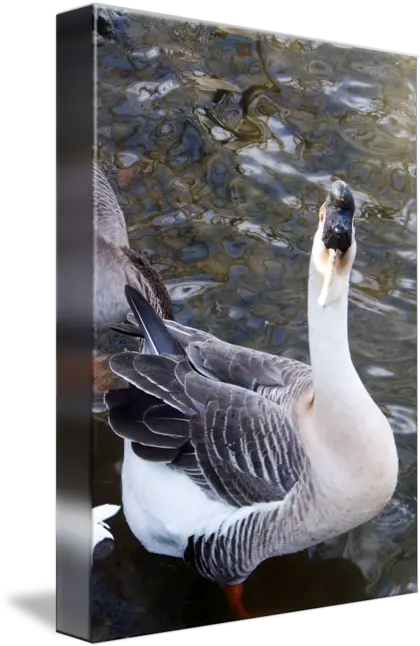 Large Handsome African Grey Goose By Anjanette Keese Goose Png Grey Goose Png