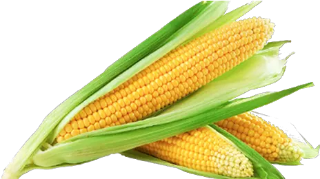Sweet Corn Png Image Transparent Background Corn Png Corn Cob Png