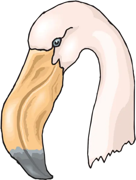 Flamingo Head Png Svg Clip Art For Web Download Clip Art Flamingo Beak Clipart Flamingo Icon