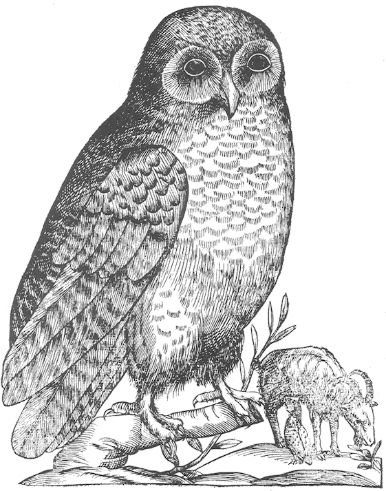 Filealdrovandi Owlpng Wikimedia Commons Owl Drawings Owl Transparent Background