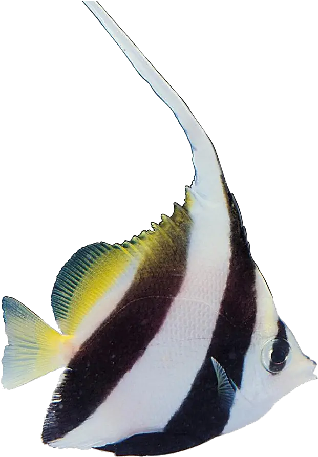 Tropical Fish Carassius Auratus Aquatic Tropical Fish Png Tropical Fish Png