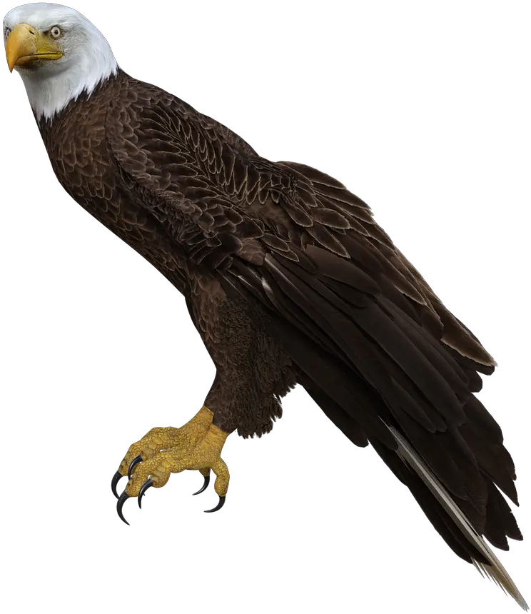 Bald Eagle Perched Wings Perched Bald Eagle Transparent Background Png Bald Eagle Transparent