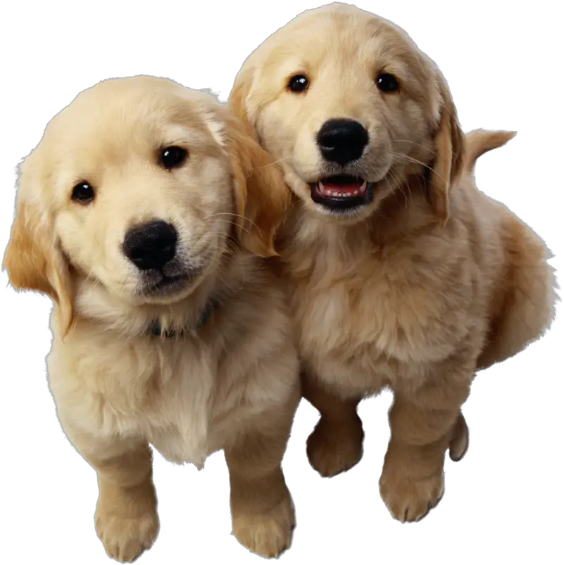 Puppypng Dog Png Download Png Image With Transparent Golden Retriever Husky German Shepherd Puppy Transparent Background