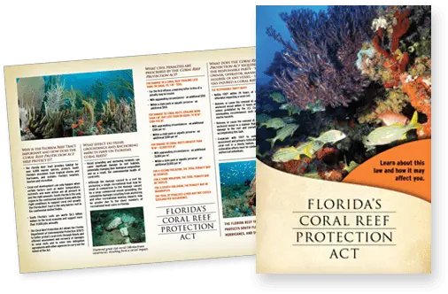 Reef Injury Prevention And Response South East Florida Reefs Marine Biology Png Coral Reef Png
