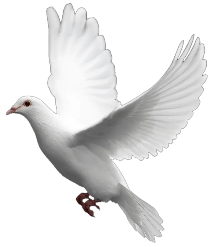 Holy Spirit Dove Png 4 Image Transparent White Dove Png Holy Spirit Png