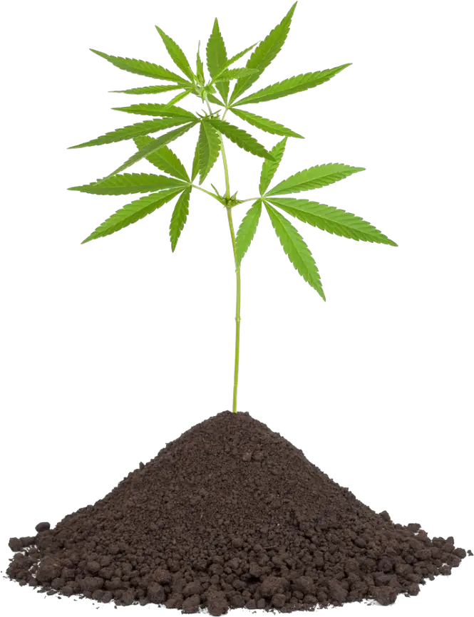 Cannabis Png Image Without Background Web Icons Transparent Weed Pot Png Weed Transparent Background