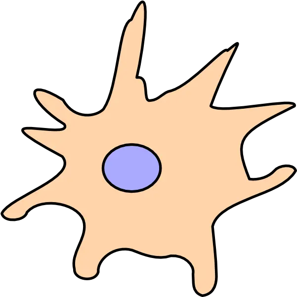 Dendritic Cell Png Clipart Full Size Clipart 47423 Dendritic Cell Clipart Cell Png