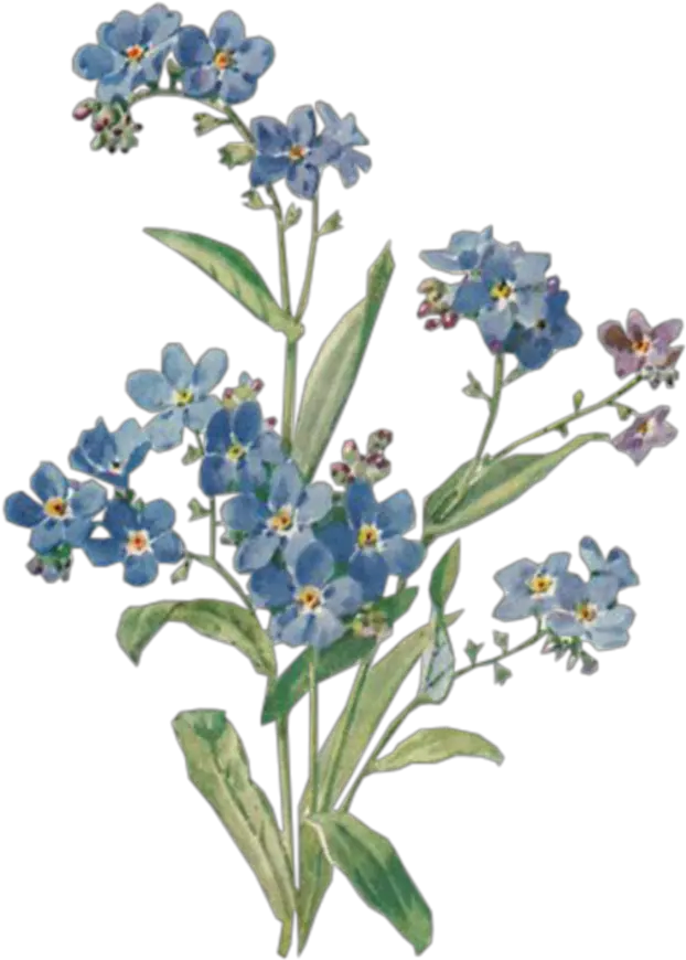 Blue Flowers Background Aesthetic U2013 Ardusatorg Brandy Melville Sticker Png Flowers Png Tumblr