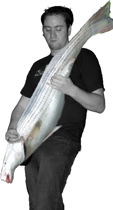 Bass Bass Player Png Bass Guitar Png