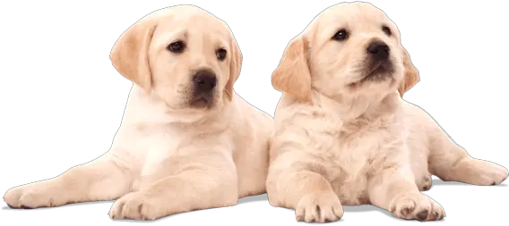 Download Hd You Have The Chance To Name Puppies And Two Puppies Png Puppies Png