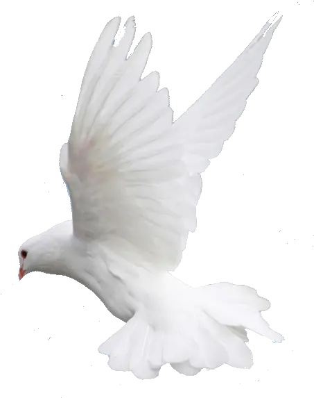 Fly Flying Dove Wedding Image Png Pigeon Png Hd Fly Transparent